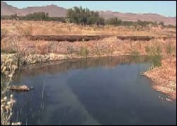Ash Meadows 