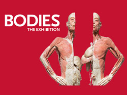 Bodies...The Exhibition