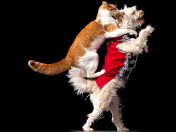 Gregory Popovich's Comedy Pet Theater