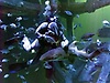  Shark Reef Aquarium