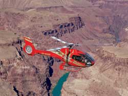 Papillon Grand Celebration 