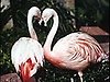 Wildlife Habitat at the Flamingo