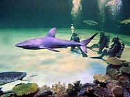 Mandalay bay shark reef price Dec 04, · Shark Reef is located at Mandalay Bay. They have a good staff. The aquarium lets you (not me) dive with the sharks, I will feed the stingrays and turtles.4/4(K).