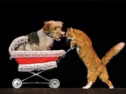 Gregory Popovich Comedy Pet Theater 
