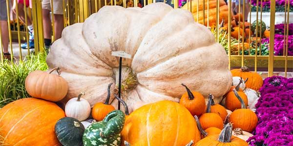 Thanksgiving Dinner Las Vegas Events November 2026 4 Las Vegas Thanksgiving 2026 | Vegas.com