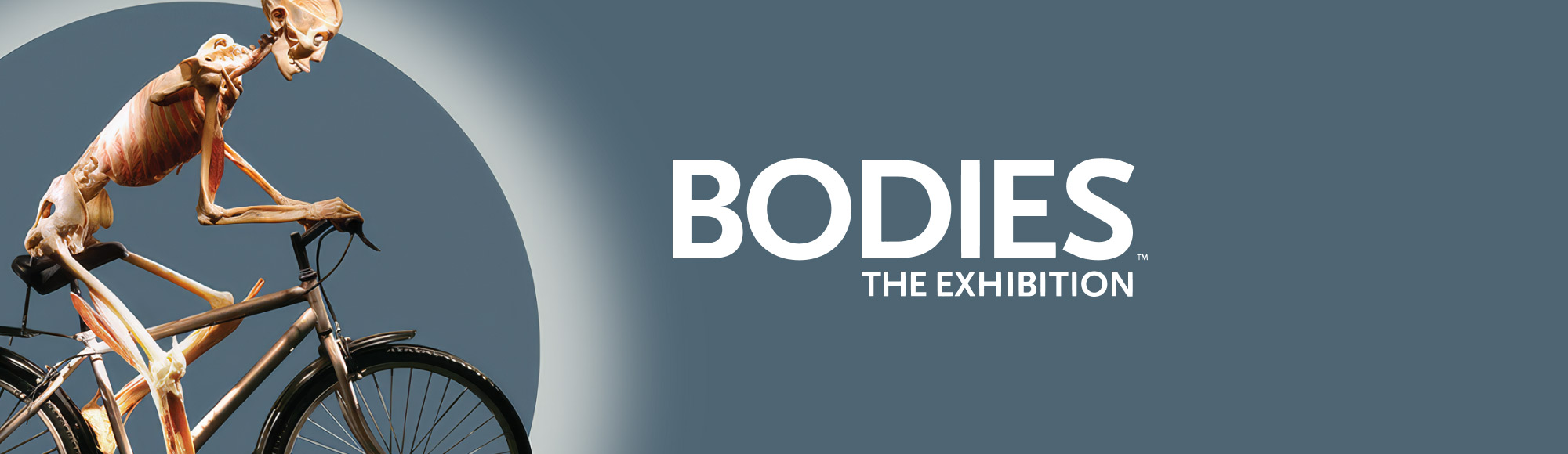Bodies The Exhibition Attraction