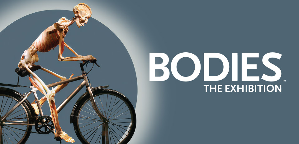 Bodies The Exhibition at the Luxor Las Vegas