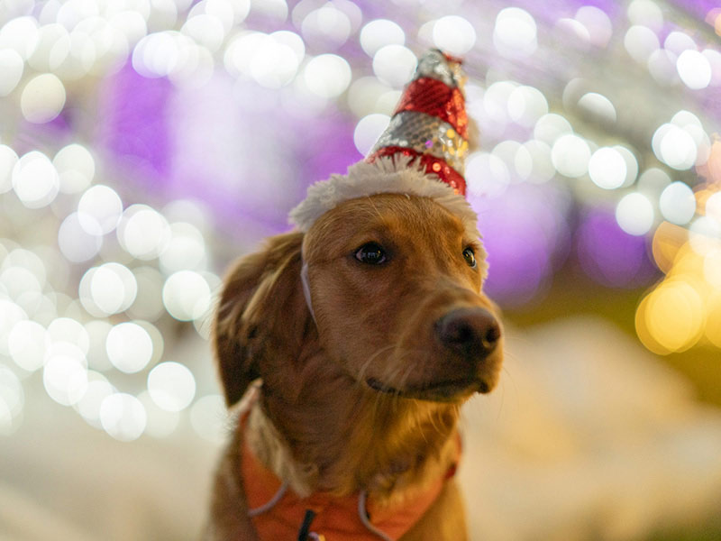 Enchant Las Vegas - Enchant Las Vegas 