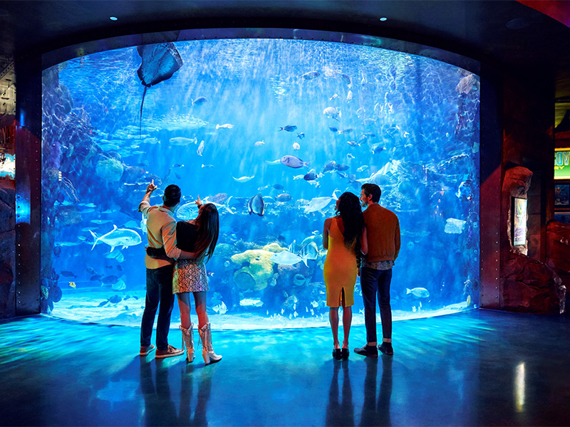 Silverton Aquarium