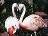 Wildlife Habitat at the Flamingo