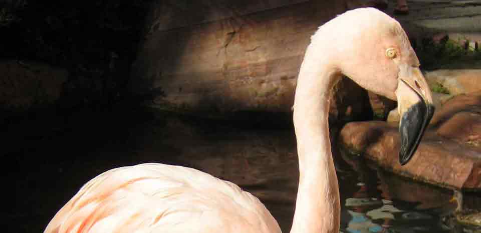 Wildlife Habitat at the Flamingo | Vegas Day And Night