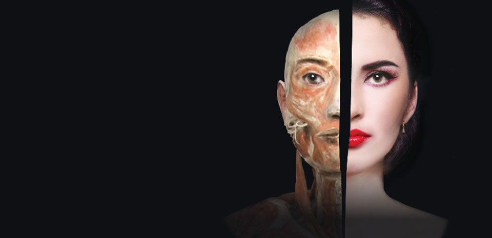 Bodies The Exhibition