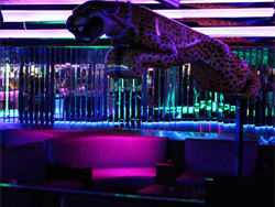 Cheetahs