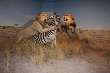 Las Vegas Natural History Museum - Las Vegas Natural History Museum 