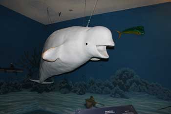 Las Vegas Natural History Museum - 