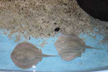 Las Vegas Natural History Museum - Las Vegas Natural History Museum 