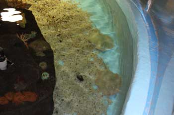 Las Vegas Natural History Museum - Las Vegas Natural History Museum 