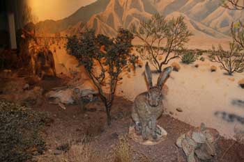 Las Vegas Natural History Museum - Las Vegas Natural History Museum 
