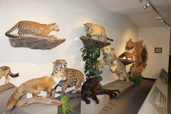 Las Vegas Natural History Museum - Las Vegas Natural History Museum 