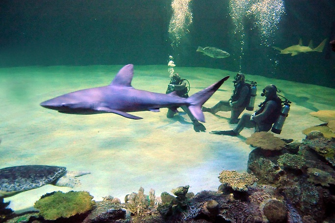 Shark Reef Aquarium - Shark Reef