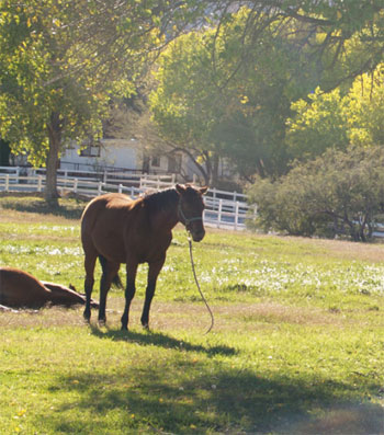Spring Mountain Ranch State Park - Spring Mountain Ranch State Park