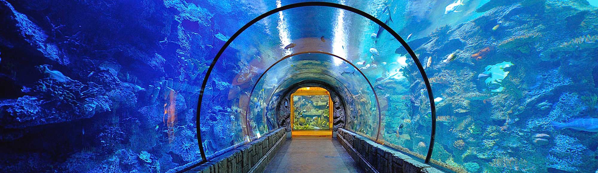 Shark Reef Aquarium at Mandalay Bay of Las Vegas